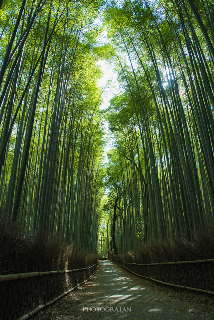 京都嵐山の竹林