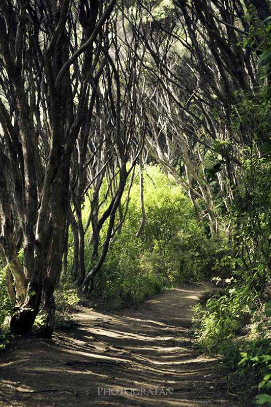 Te Henga Walkway