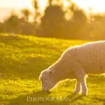 オークランドで羊が撮影できる定番スポット Cornwall Park ＆ Ambury Regiol Park