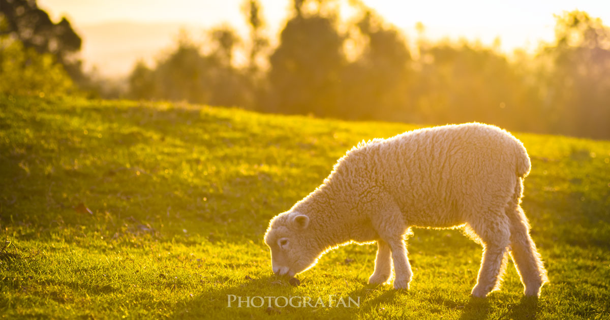 オークランドの羊撮影スポット