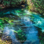 驚くほど綺麗な水が湧き出るニュージーランドの奇跡の青い泉 Blue Spring