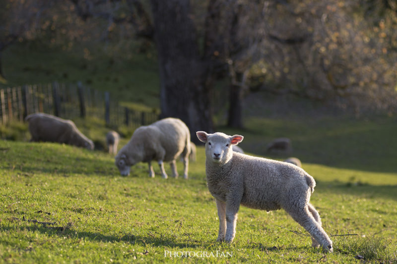 オークランドの羊