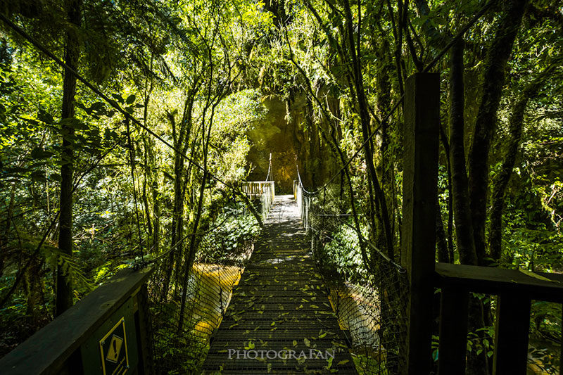 Mangapohue Natural Bridge遊歩道の吊り橋