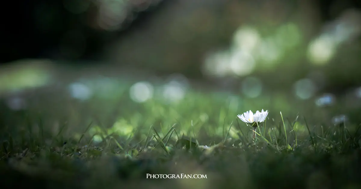 三脚不要の超ローポジションでの撮影方法 カメラ座布団を100均で自作しよう フォトグラファン