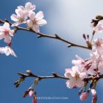 🌸桜を綺麗に撮影する方法！失敗しないカメラ設定、レンズの種類やテクニック