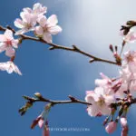 🌸桜を綺麗に撮影する方法！失敗しないカメラ設定、レンズの種類やテクニック