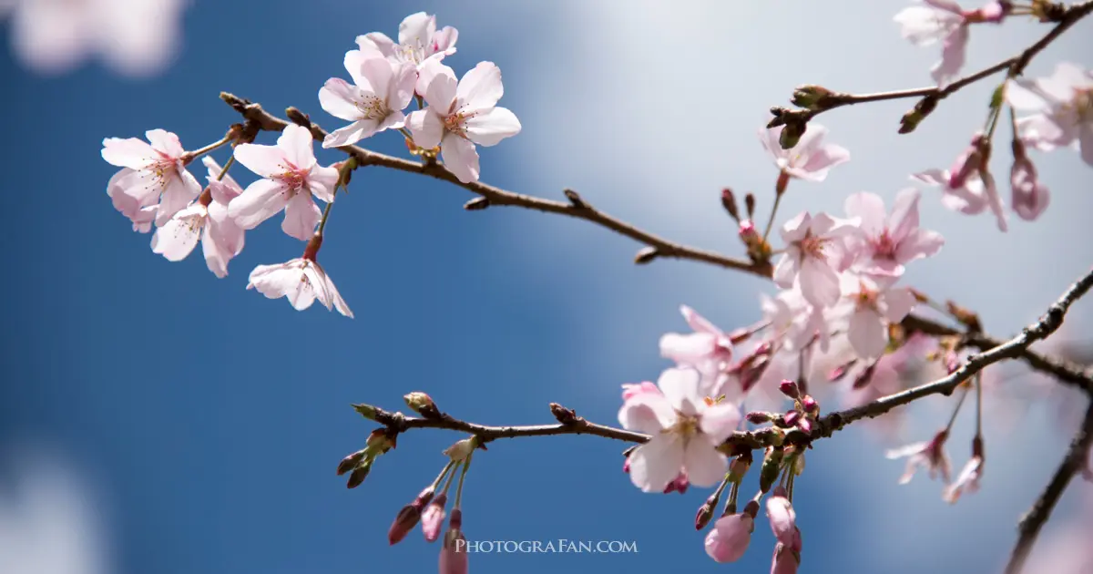 桜を綺麗に撮影する方法 失敗しないカメラ設定 レンズの種類やテクニック フォトグラファン