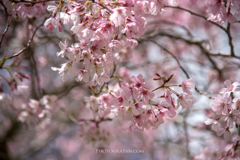 桜撮影の悪い例