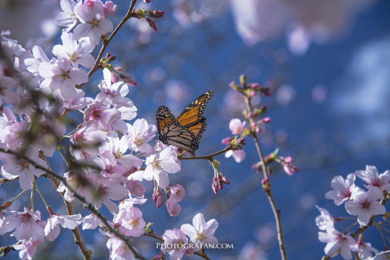桜と蝶