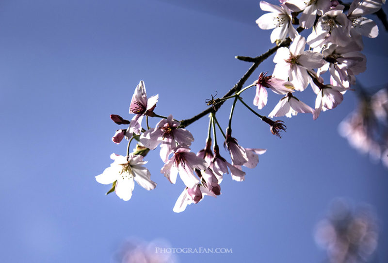 澄んだ春の青空と満開の桜