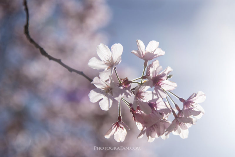 逆光の桜