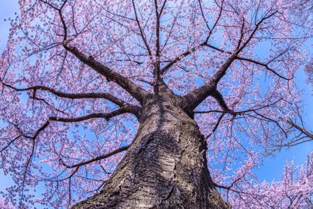 桜を見上げる構図