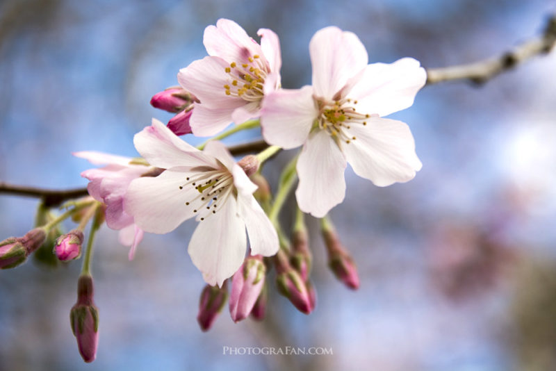 桜のクローズアップ写真