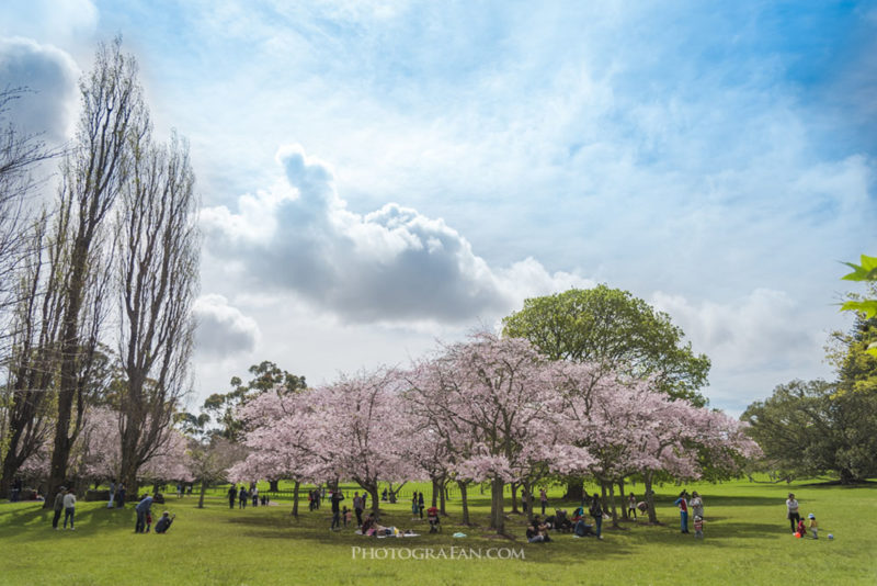 桜と青空