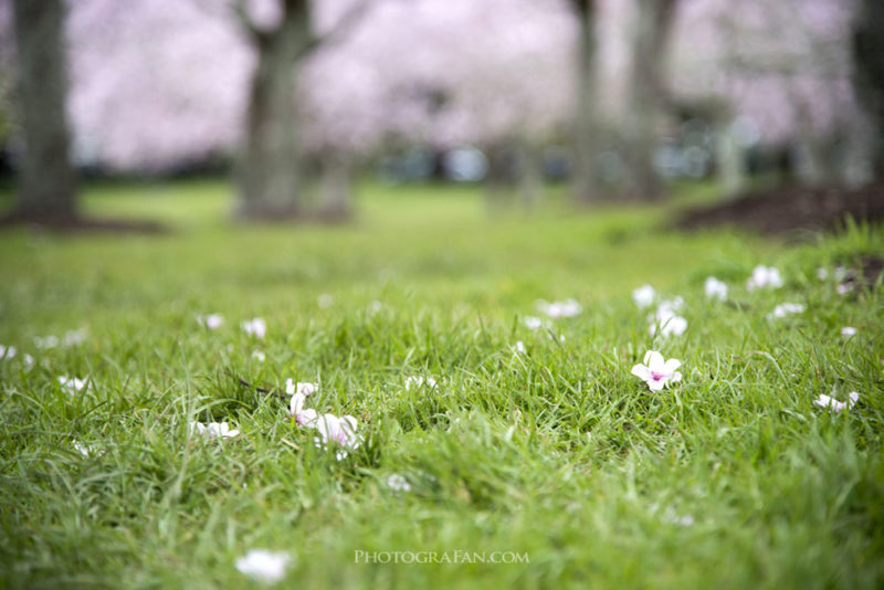 芝生の上に落ちた桜の花びら