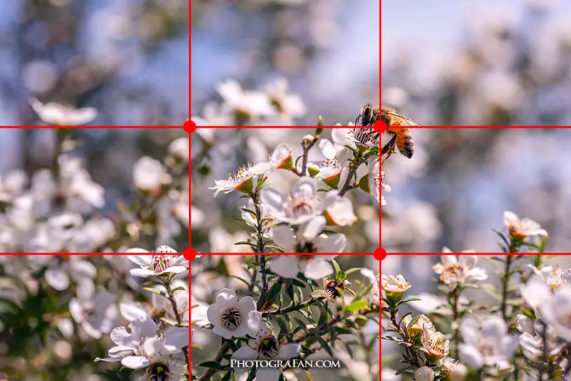 5つの基本構図で写真が上達する カメラ初心者向けの写真の撮り方 フォトグラファン 5つの基本構図で写真が上達する カメラ初心者向けの写真の撮り方 フォトグラファン