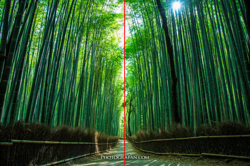 シンメトリー構図の例：京都嵐山の竹林