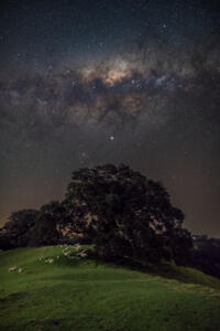 星景写真 Lone Tree