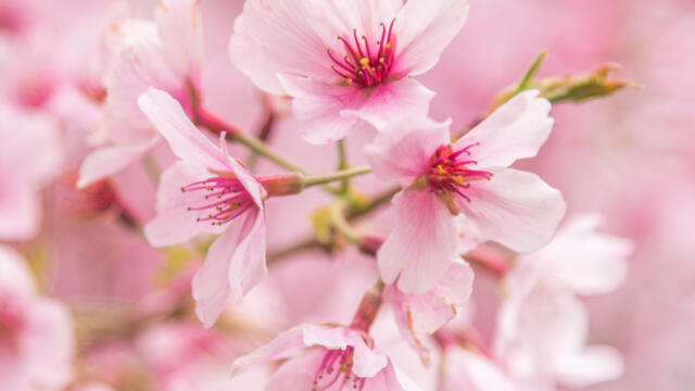桜を一眼レフカメラで撮影する方法