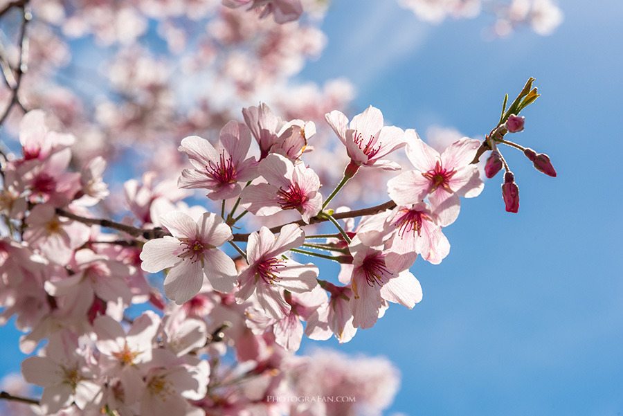 Lightroomで桜を綺麗に仕上げる写真のレタッチ方法 フォトグラファン
