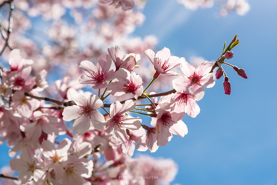 桜写真のレタッチ後