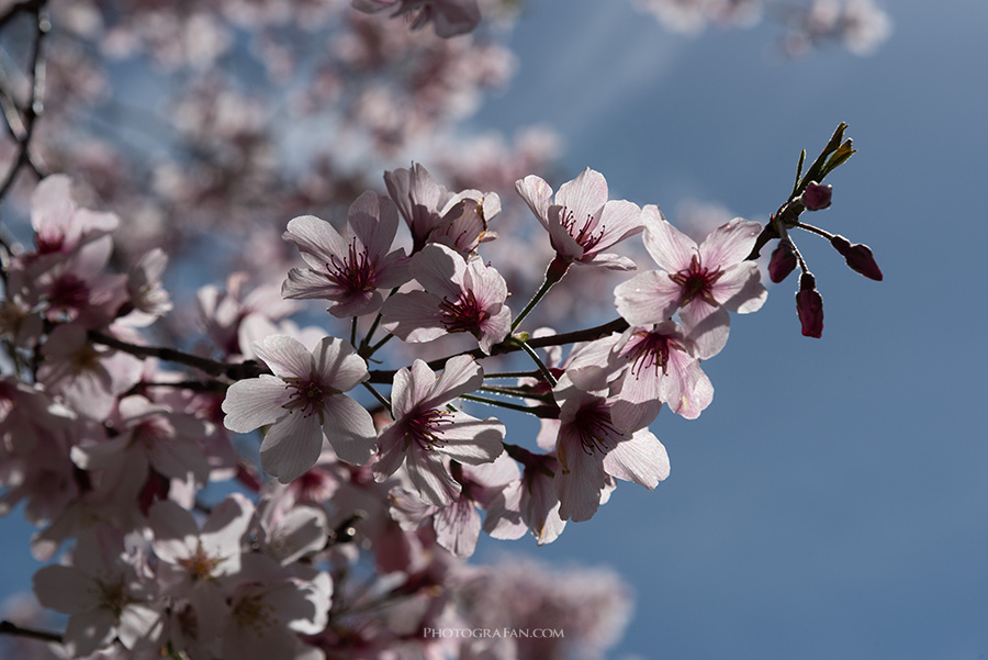 桜写真のレタッチ前