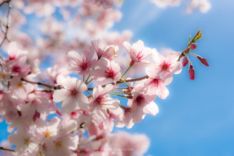 ふんわりした桜写真