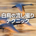 白鳥の流し撮り方法！スローシャッターで躍動感あるアートに仕上げる