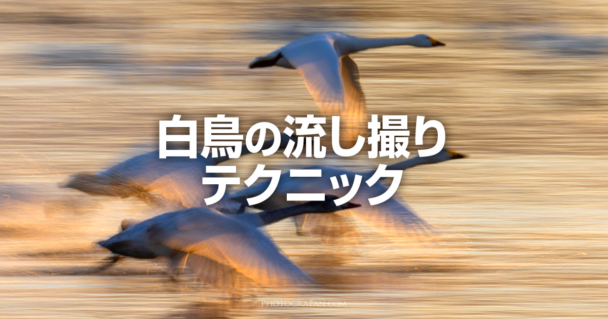 白鳥の流し撮り方法