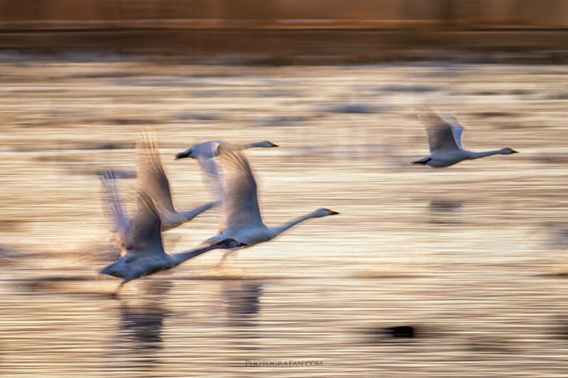 新潟の瓢湖の白鳥の流し撮り