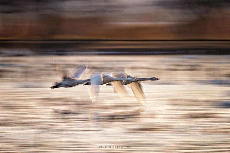 白鳥の流し撮り-新潟県阿賀野市瓢湖