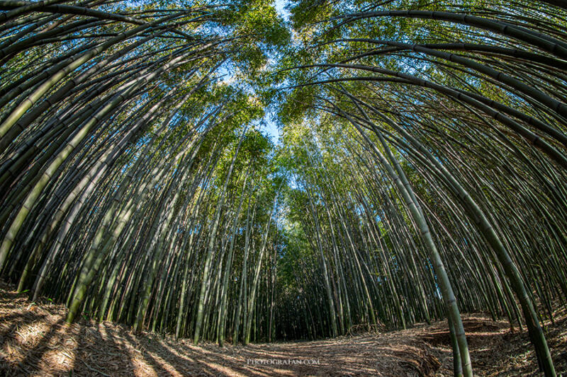 新潟市の竹林