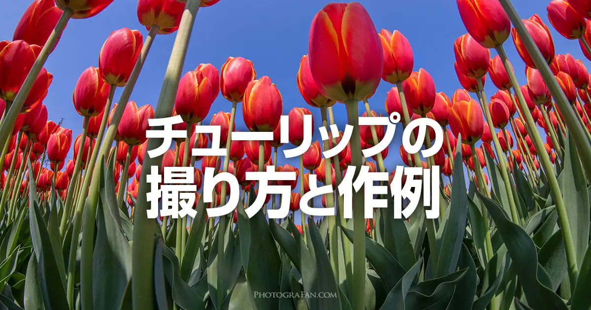 春に撮りたい被写体 チューリップを上手に撮影する方法と作例 フォトグラファン