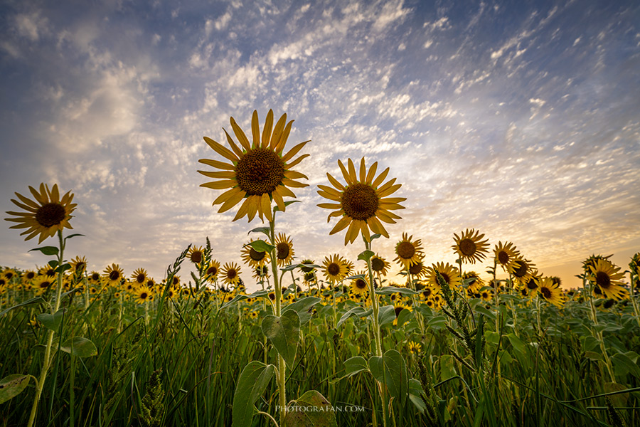 Nik Color Efex ダークライトセンター