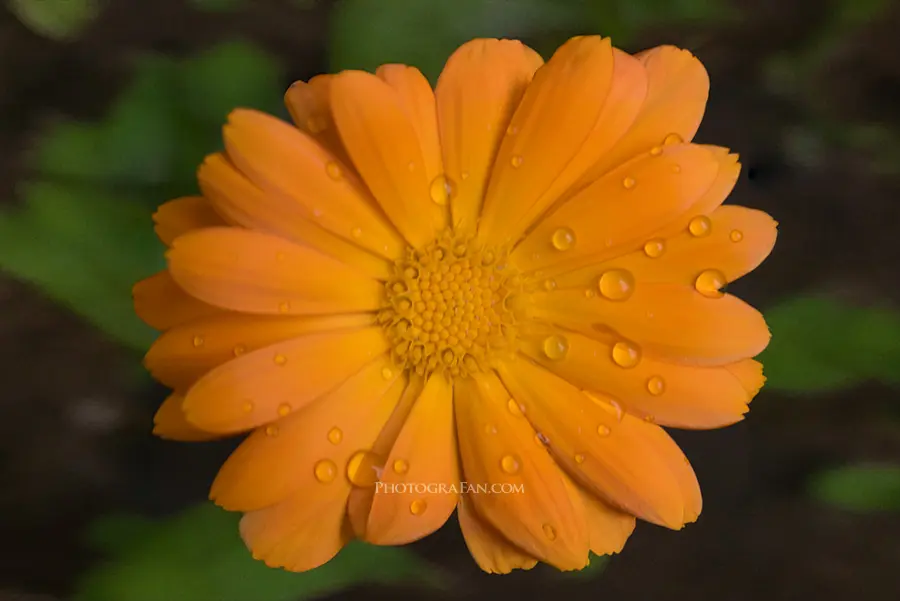 Luminar NEO ジェネ拡張適用後 作例の花