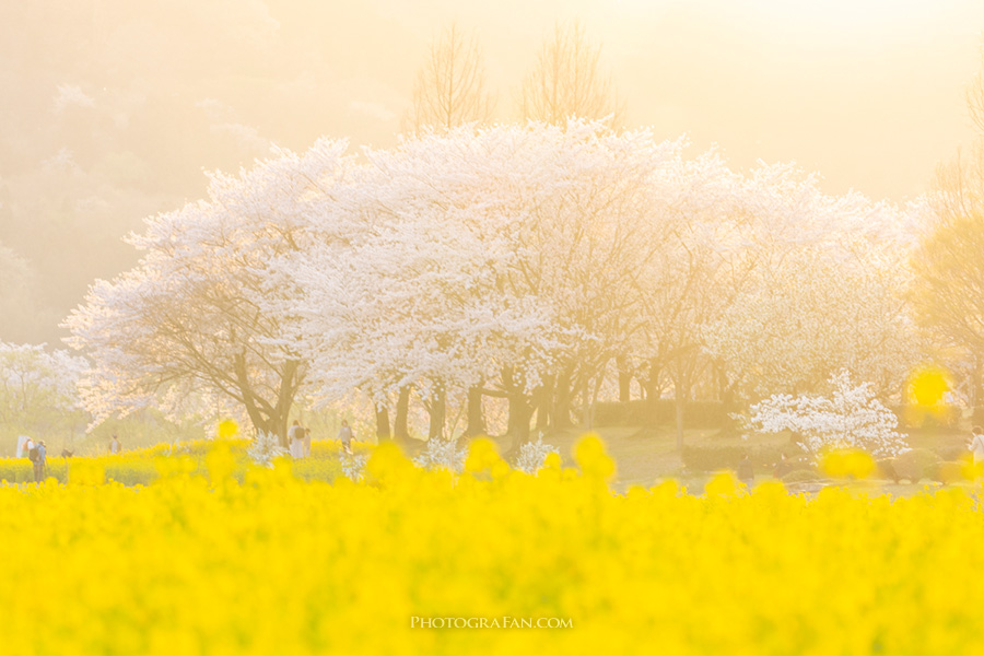ハイキーな写真の作例：逆光の桜と菜の花