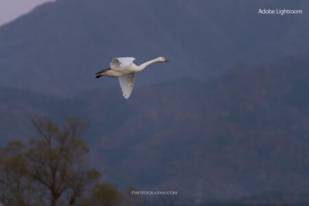 Lightroom