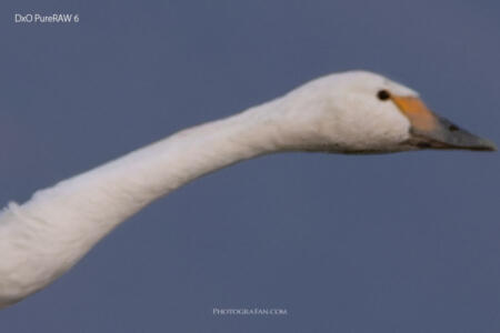 DxO PureRAW 6