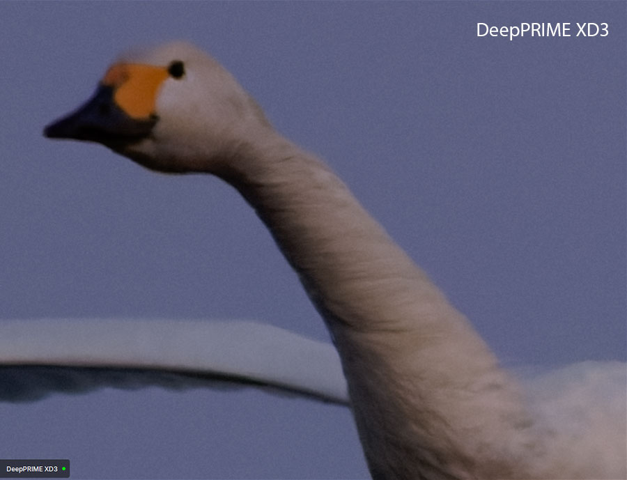 DeepPRIME XD3